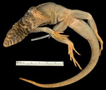 Media type: image;   Herpetology R-188741 Aspect: ventral